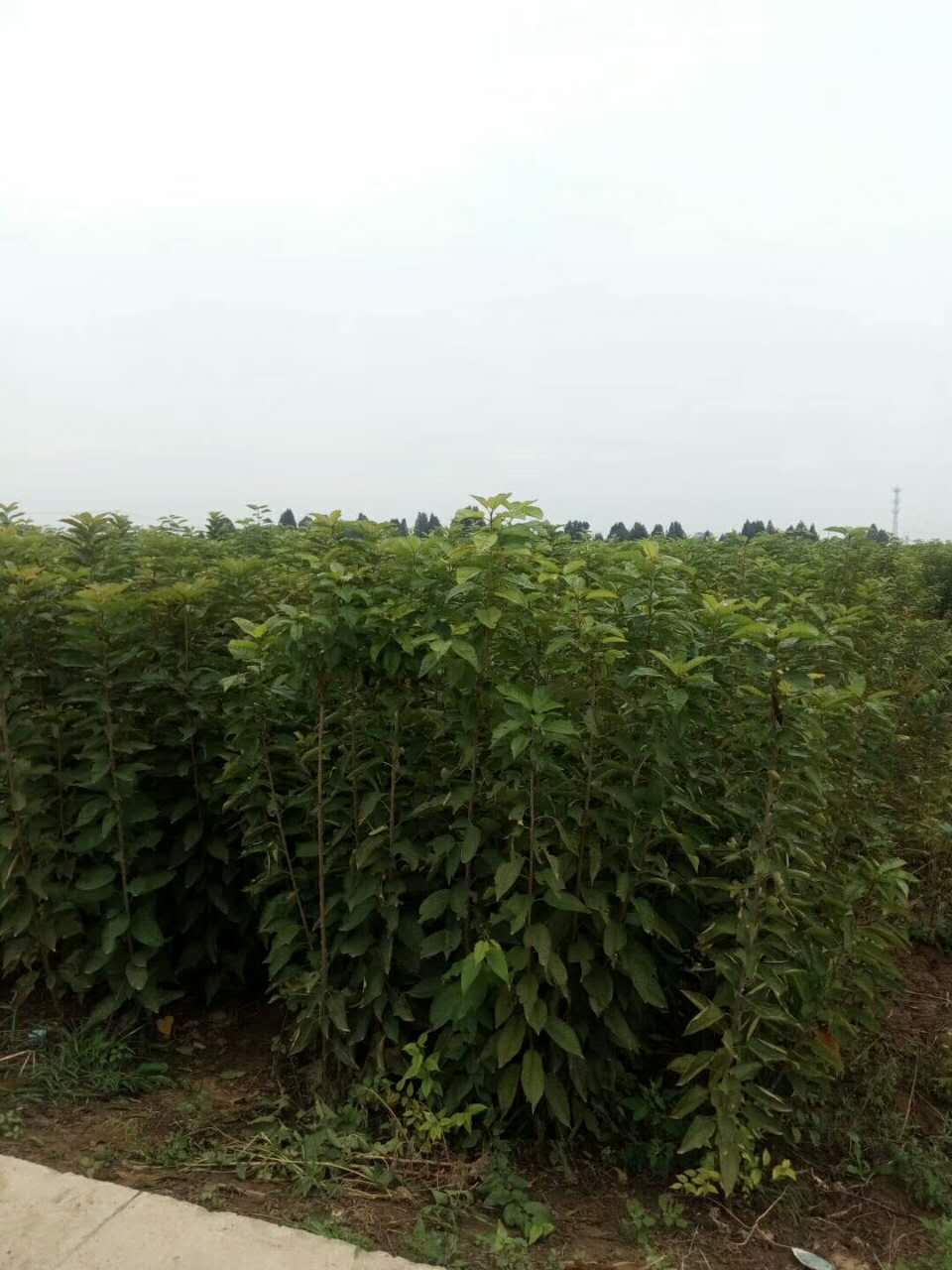 陜西哪里有櫻桃苗