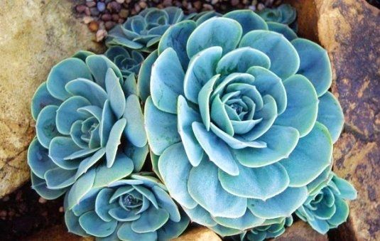 沈陽動物火化-沈陽動物火化哪家服務(wù)好【寄情寵物】