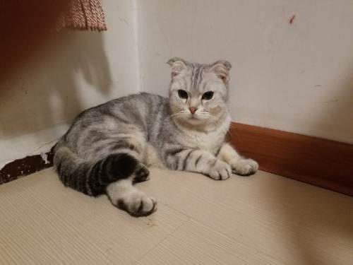 天津有幾家寵物墓園/安心萌寵墓地