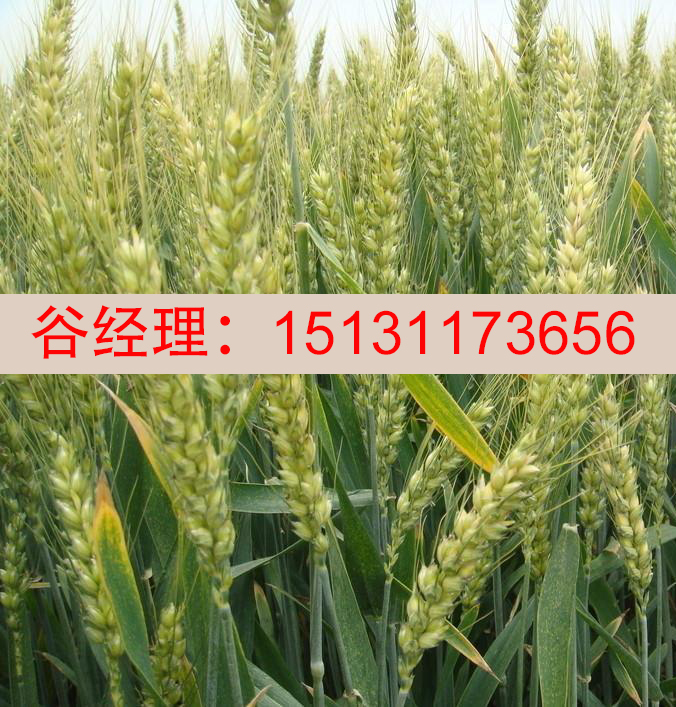 邯鄲小麥種子-嘉豐種業(yè)
