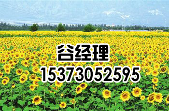 承德油葵種子批發(fā)-嘉豐種業(yè)