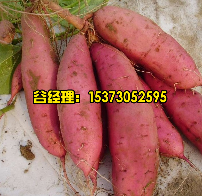 辛集脫毒紅薯-嘉豐種業(yè)