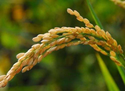 農(nóng)產(chǎn)品進(jìn)口清關(guān)代理服務(wù)青島哪好|鑫潤(rùn)豐物流