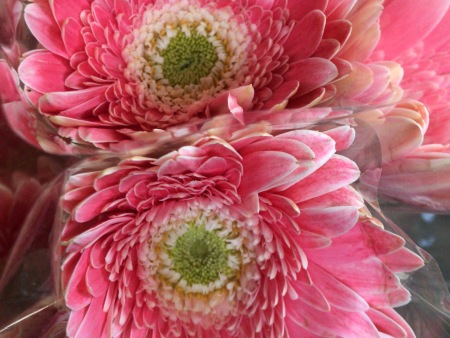 山東扶郎花/臨沂市夏家扶郎種植合作社